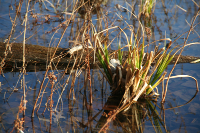 merrilllake