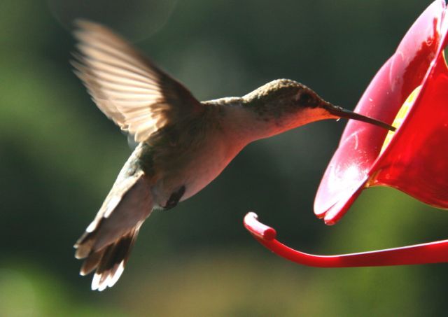 Hummingbird9